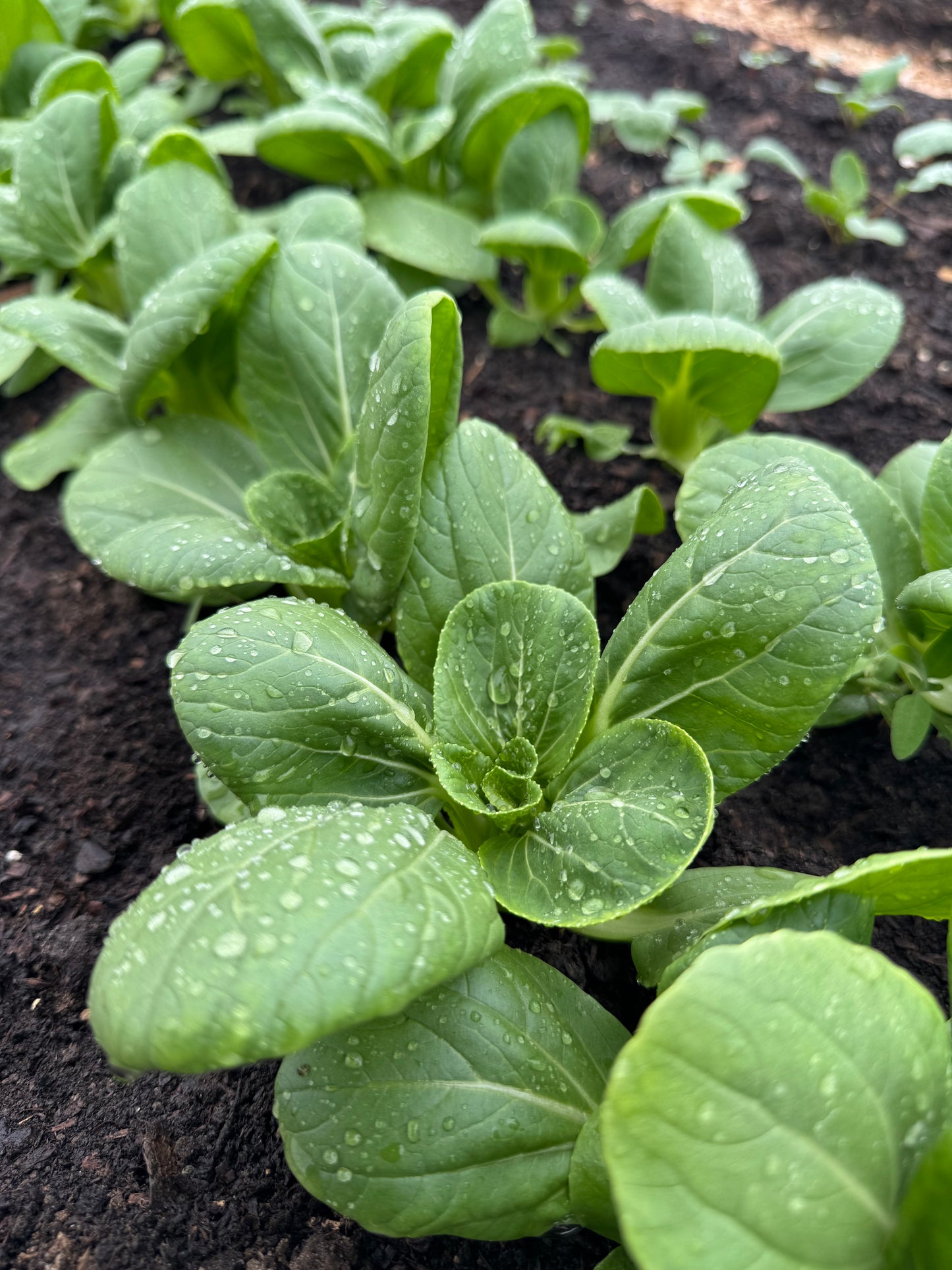 Baby Pac Choi