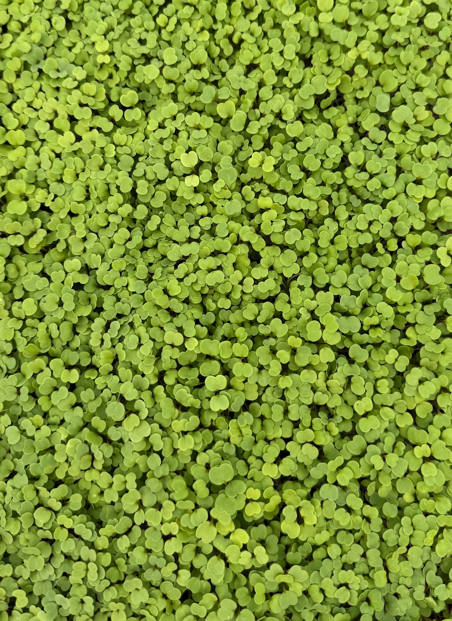 Arugula Microgreens