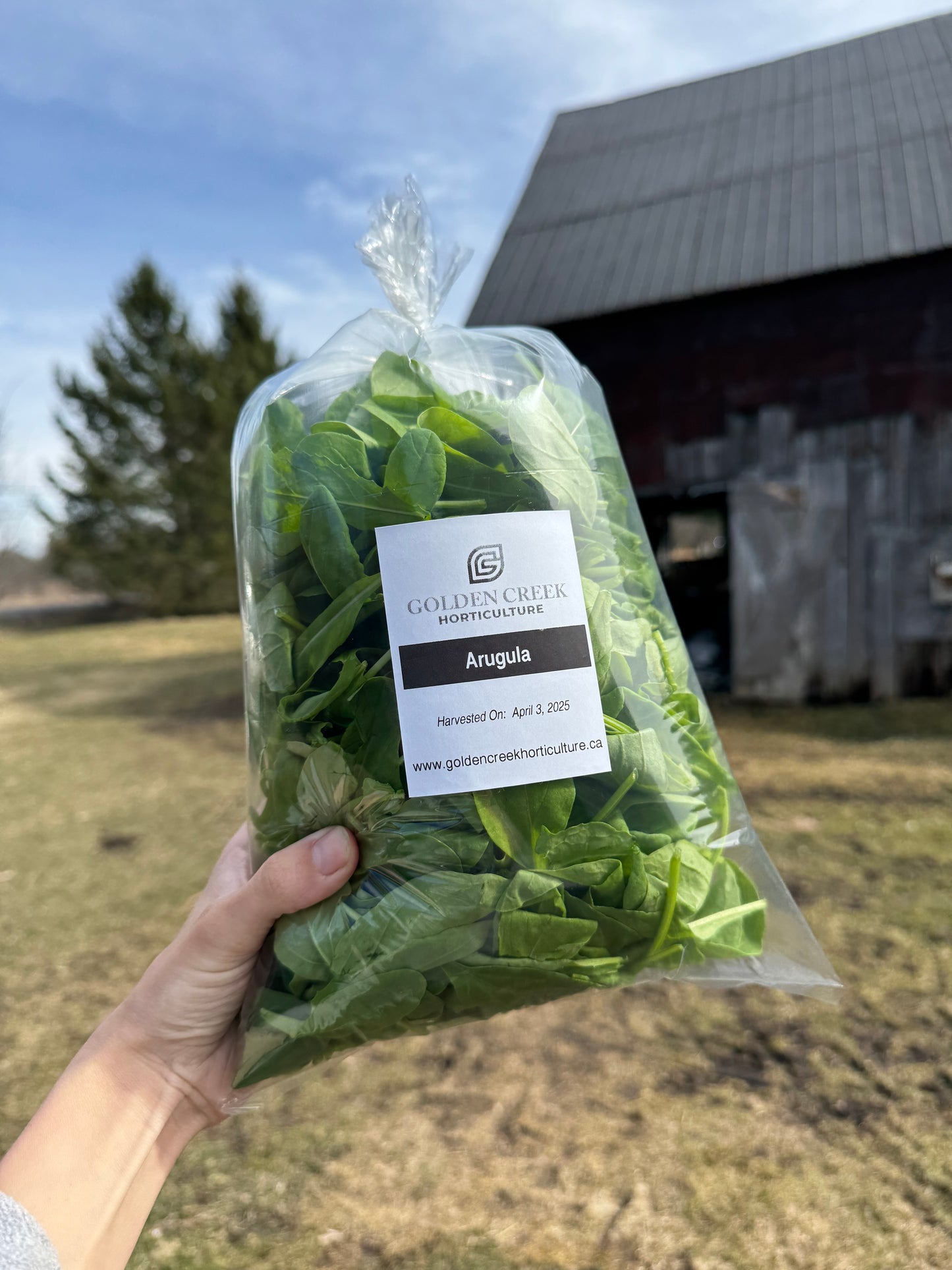 Astro Arugula