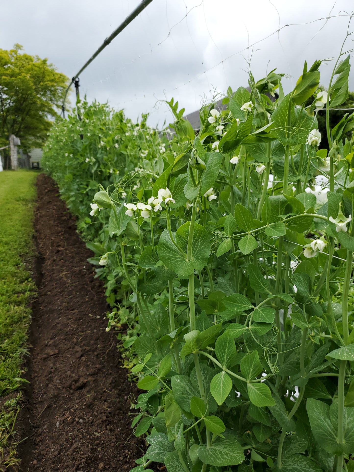 Sugar Snap Peas
