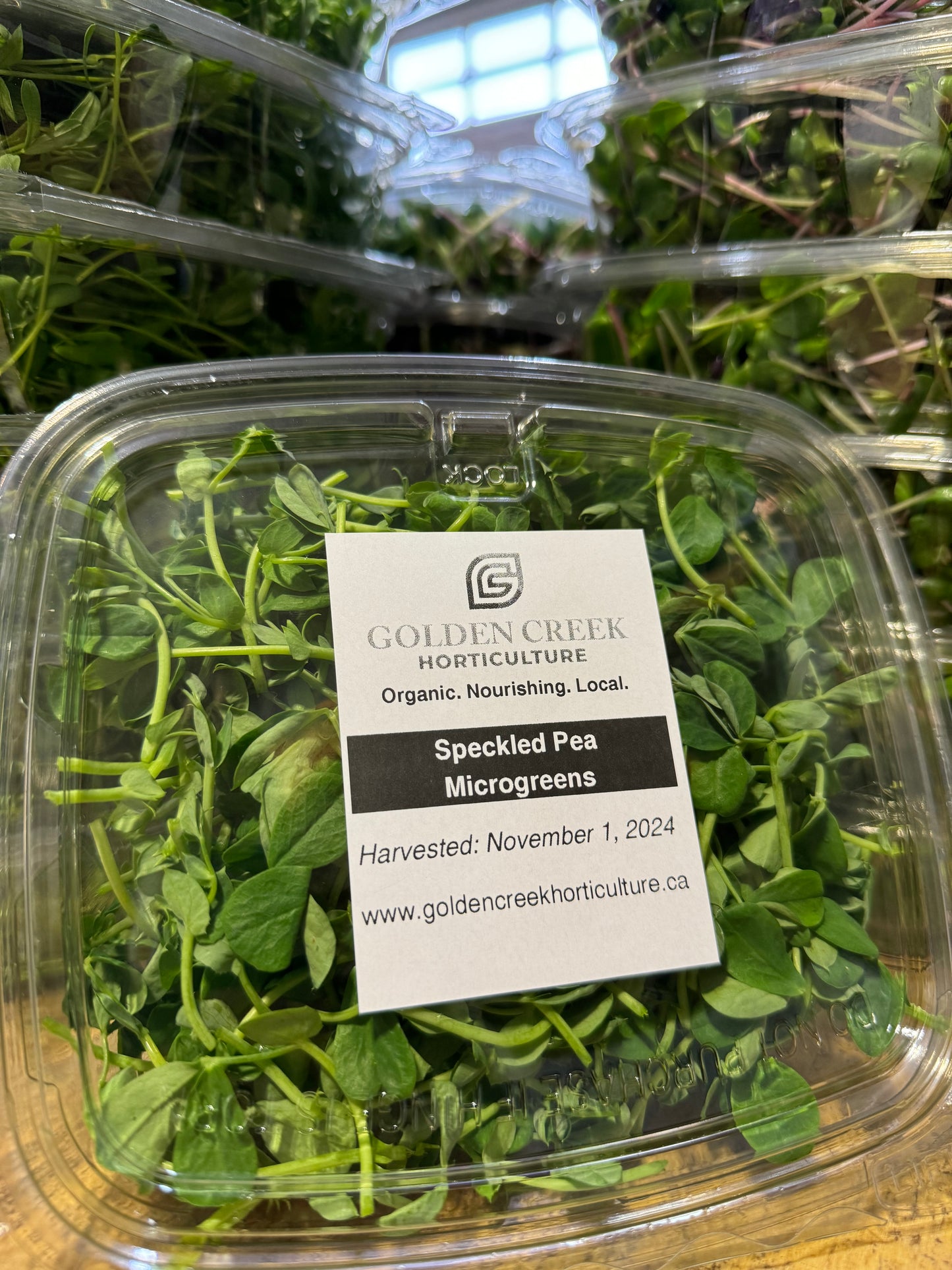 Pea Shoot microgreens
