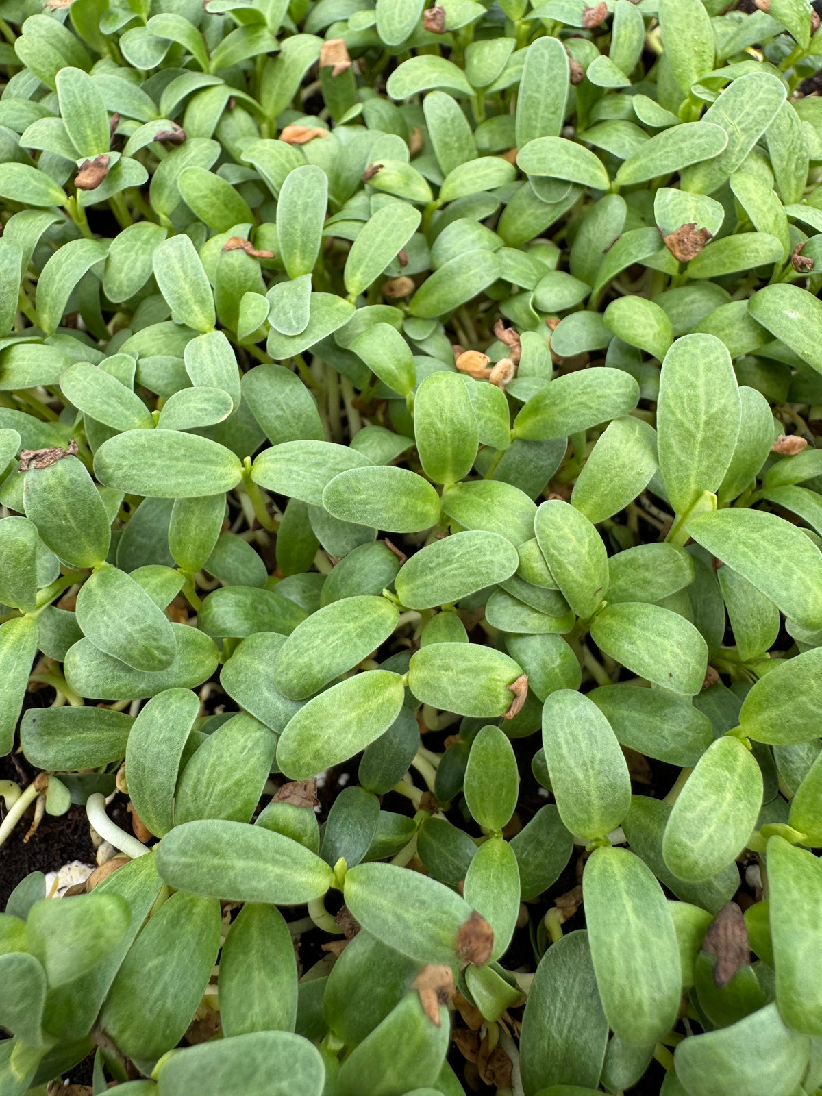 Fenugreek Microgreens