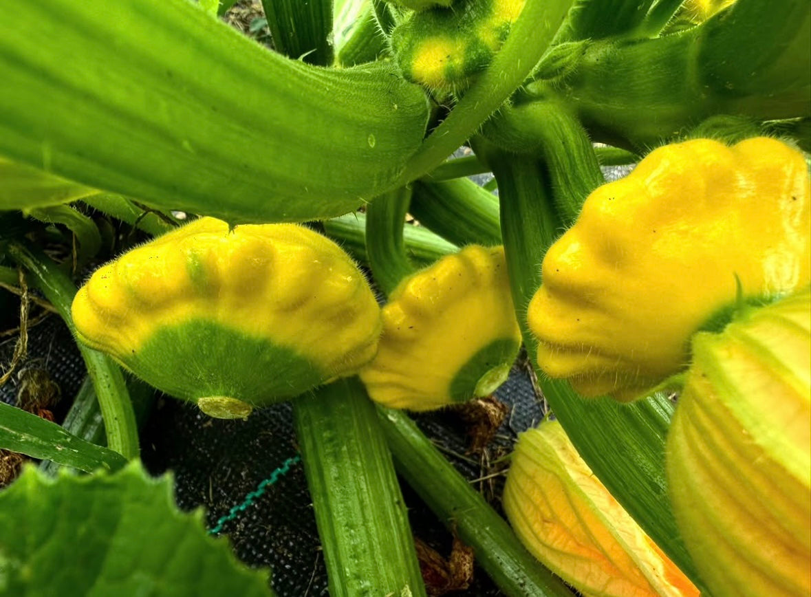 Patty Pan Summer Squash