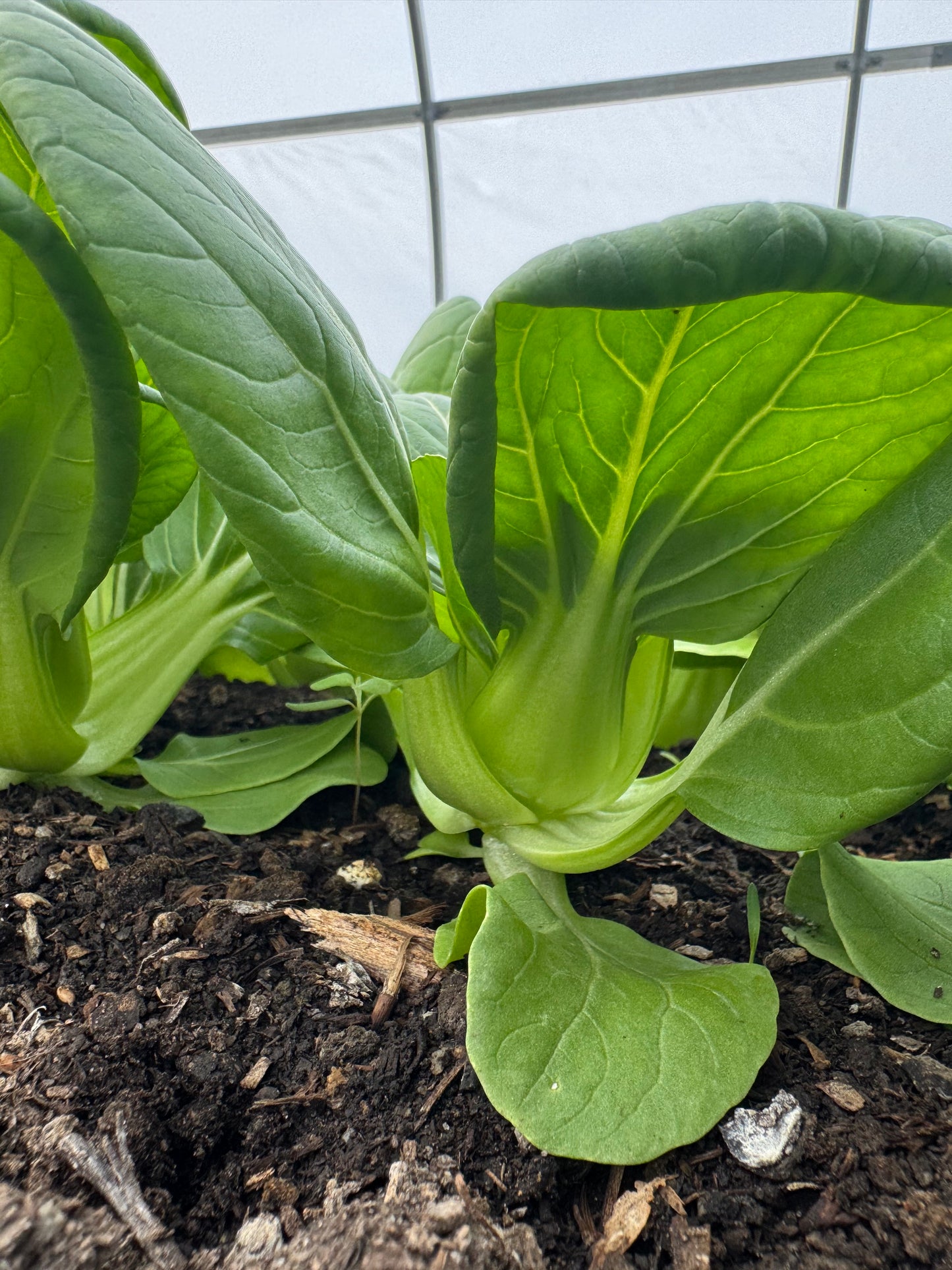 Baby Pac Choi