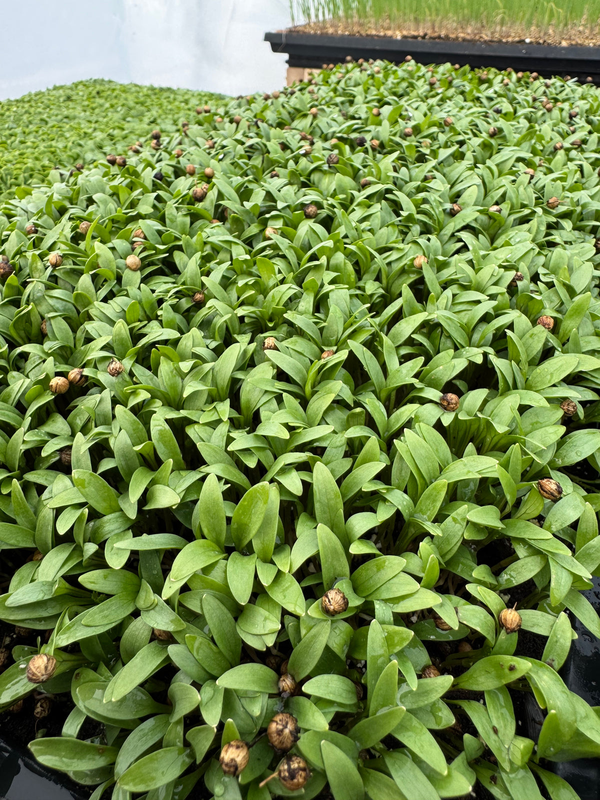 Cilantro Microgreens