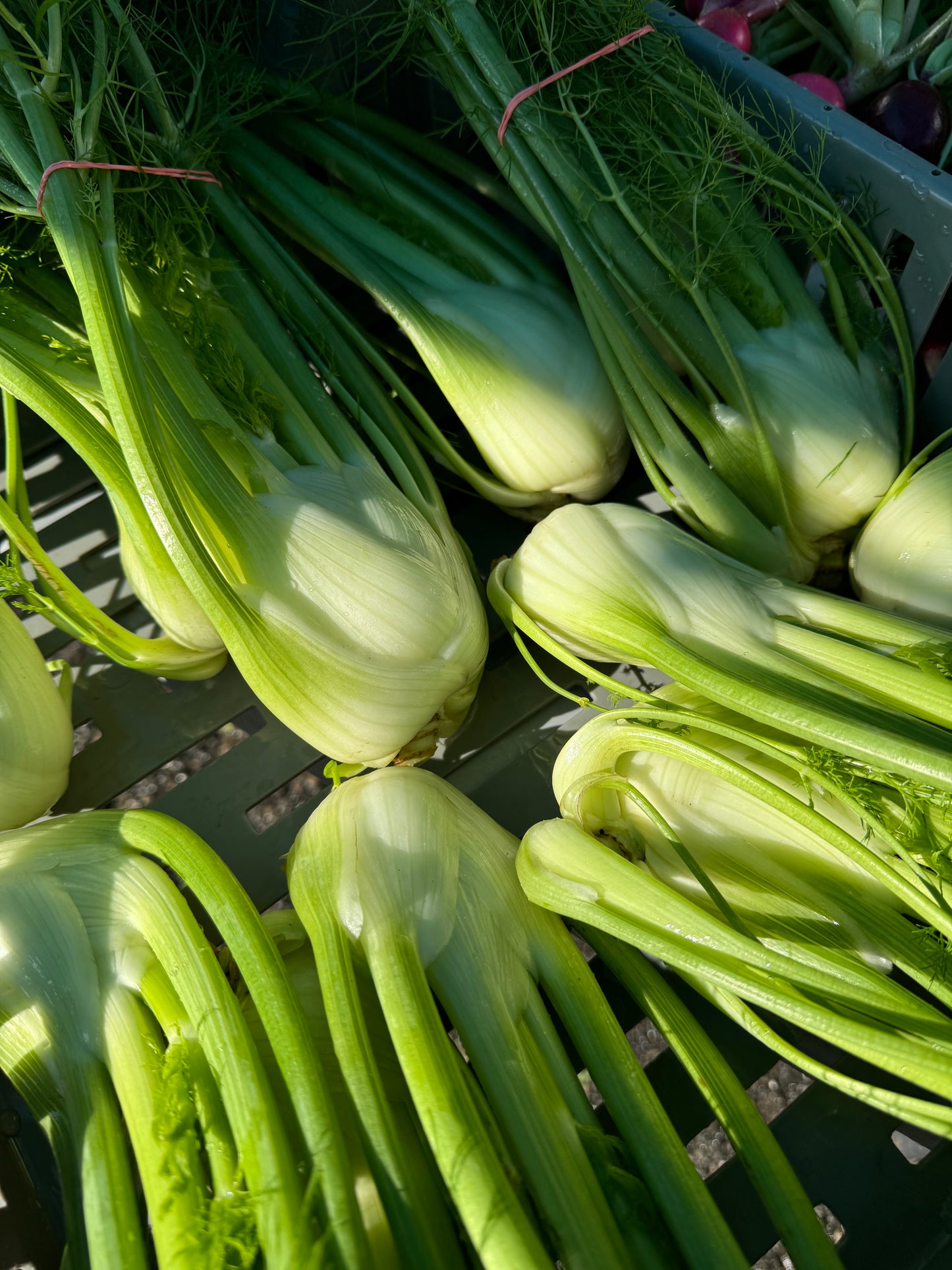 Fennel