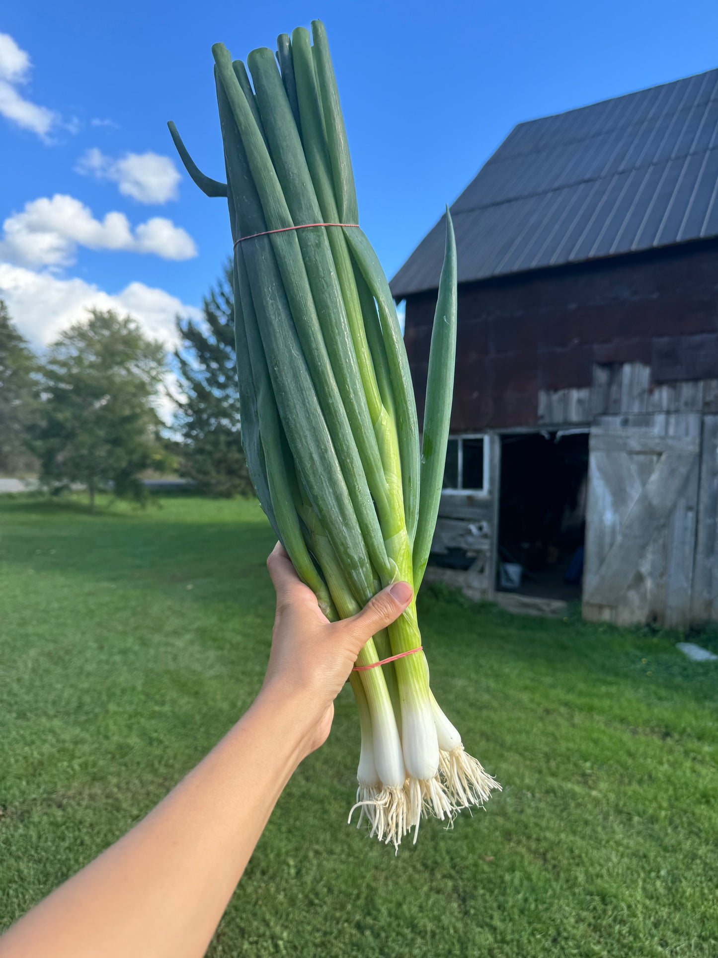 Parade Bunching Onions