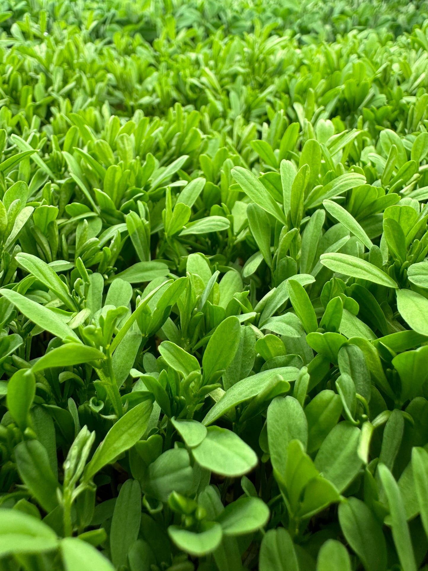 Crimson Lentil Microgreens