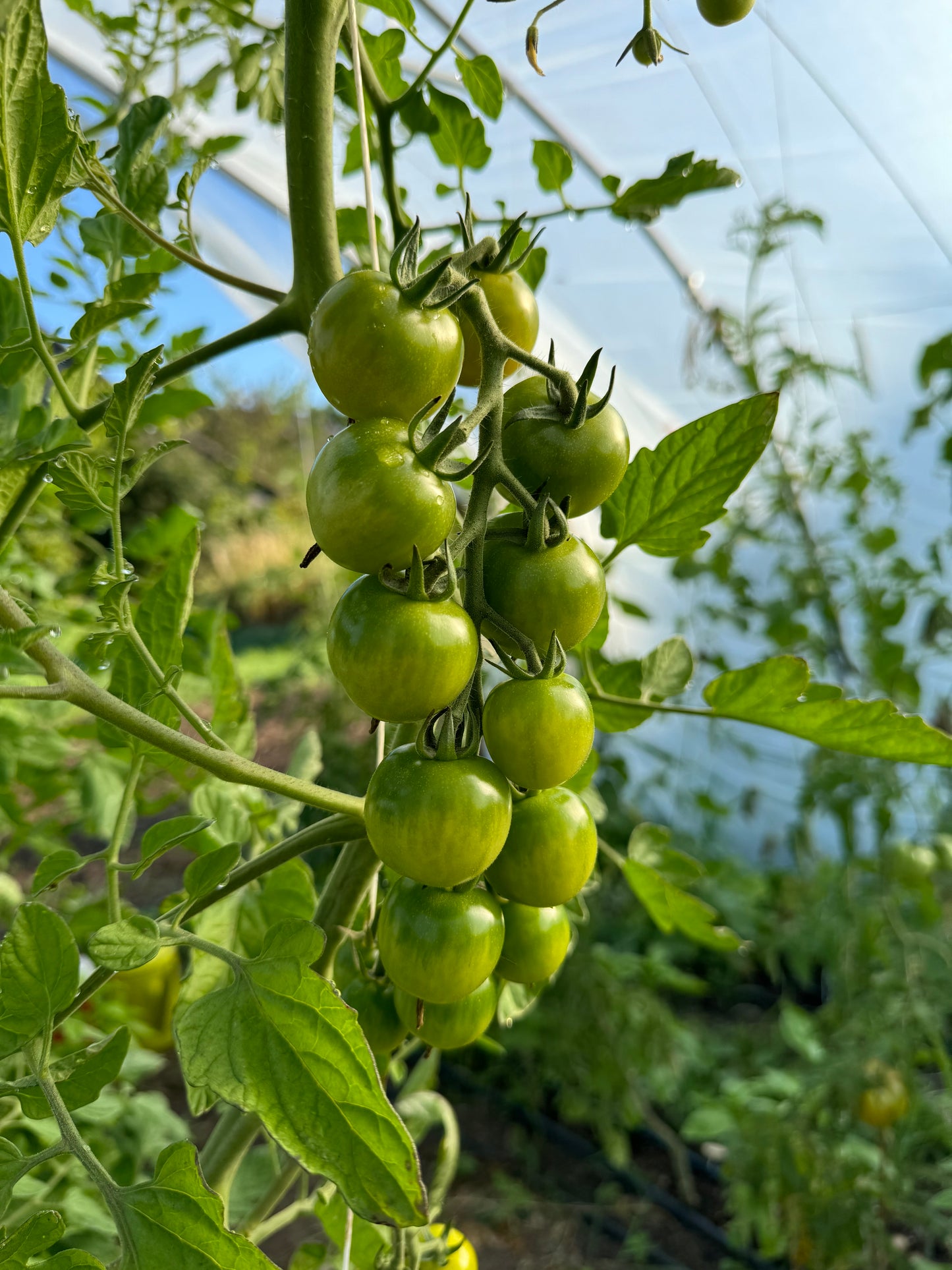Sakura Cherry Tomato’s