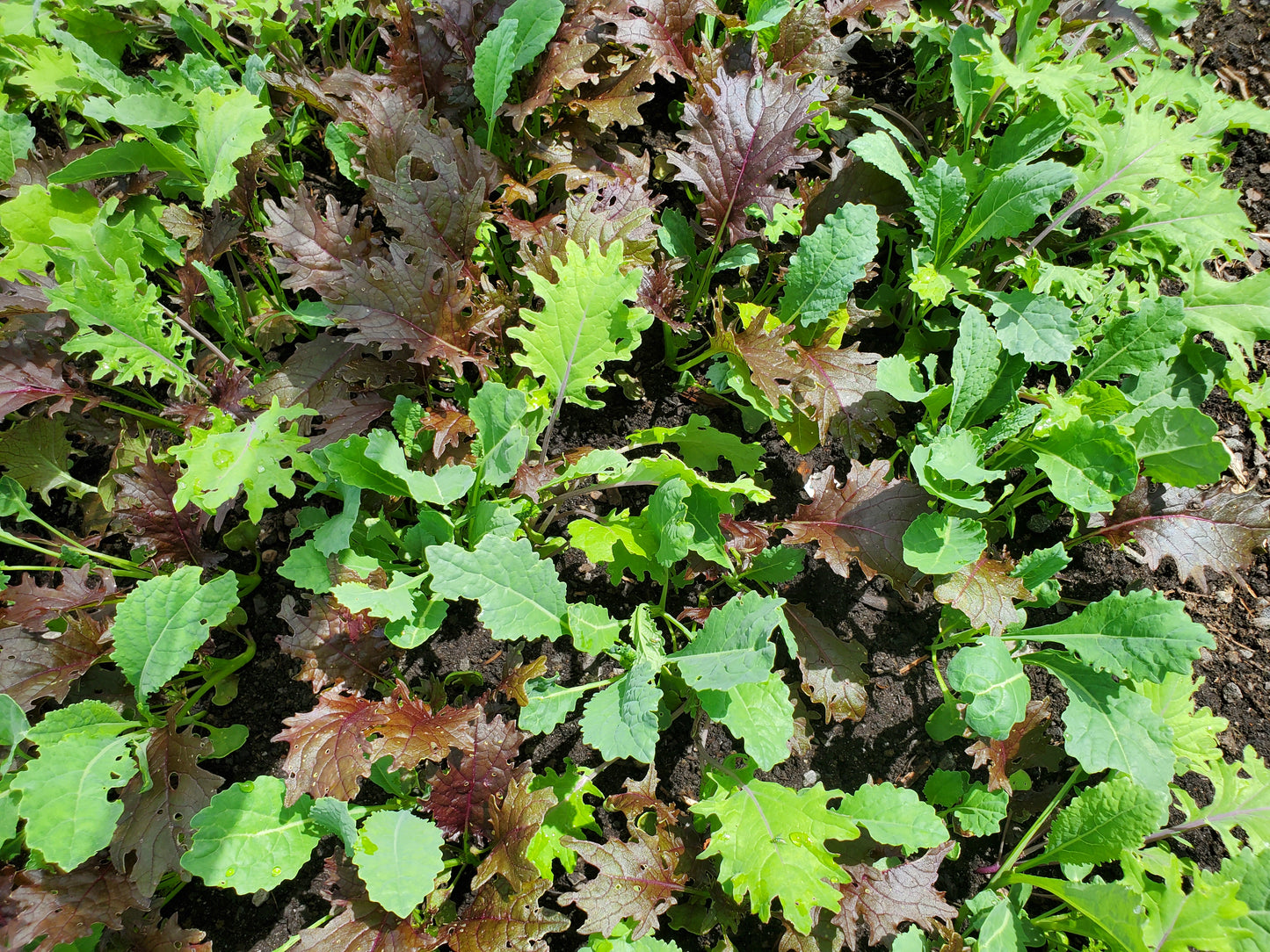 Kalebration Mixed Baby Kale