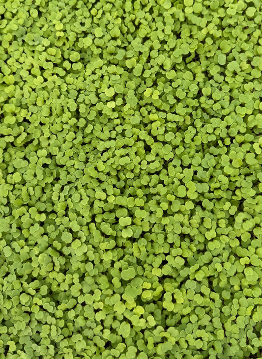 Arugula Microgreens