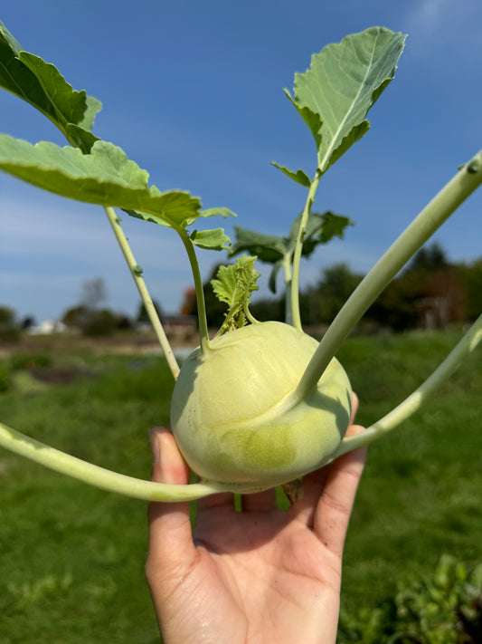 Kolribi Kohlrabi