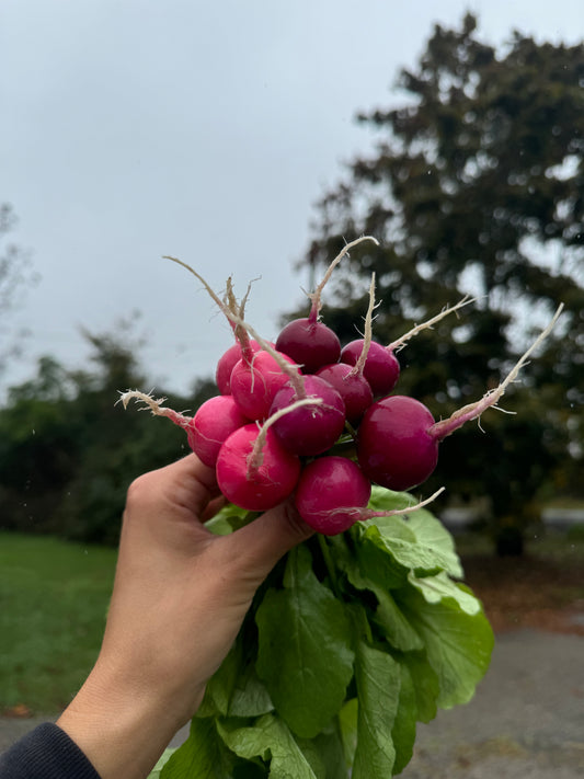Mixed Radishes