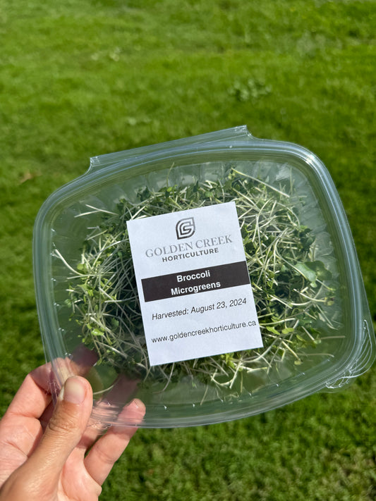 Broccoli Microgreens