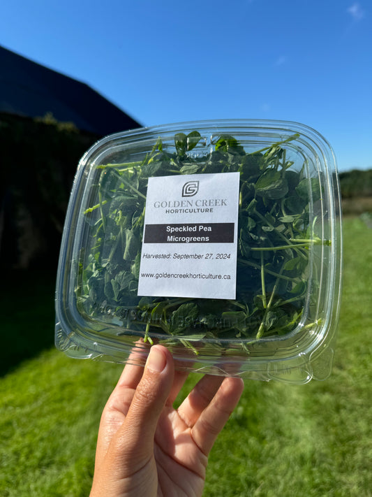 Pea Shoot microgreens