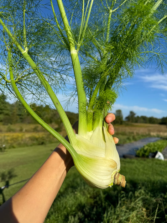 Fennel