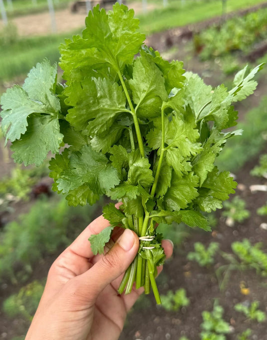 Santo Cilantro