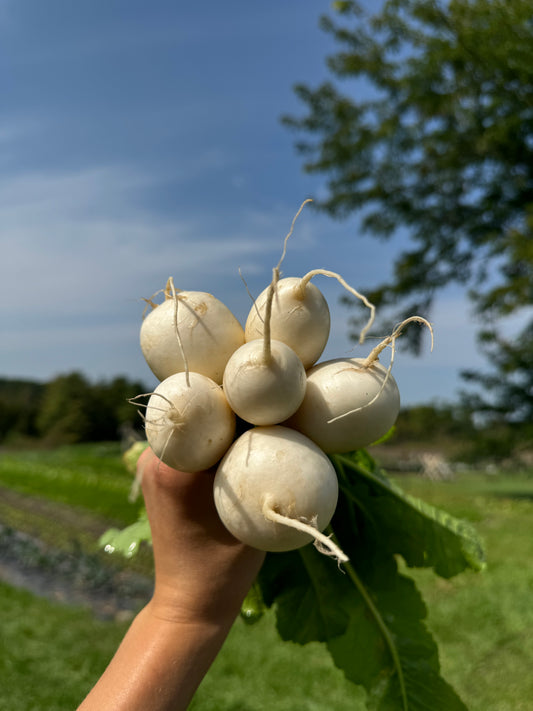 Salad Turnip (Hakurei)