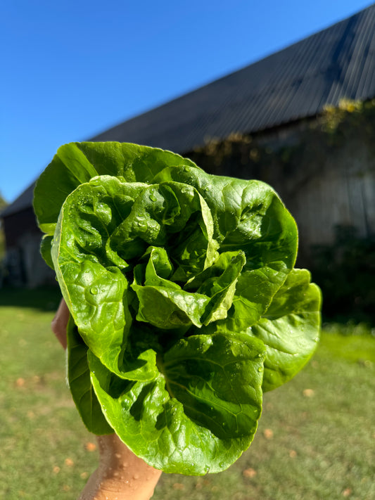 Lil Gem - Baby Butter Head Lettuce