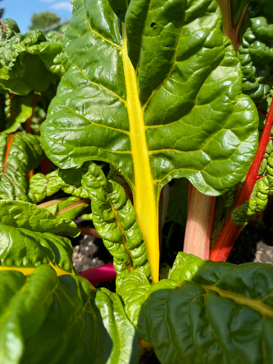 Swiss Chard