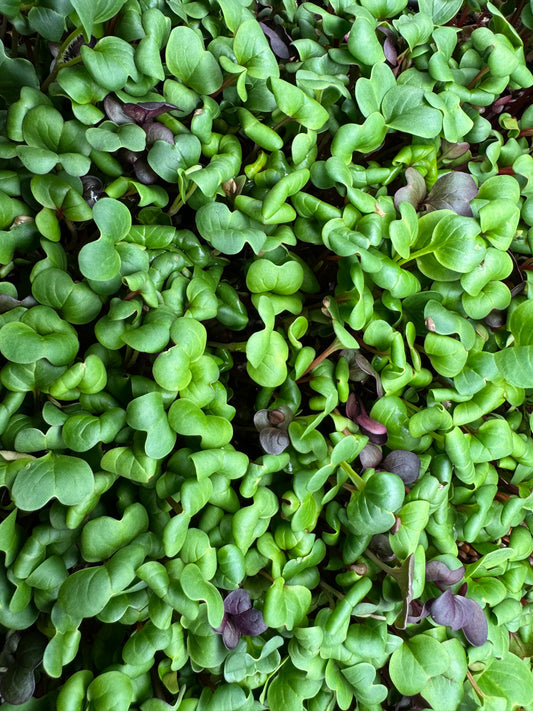 Rainbow Radish Microgreens