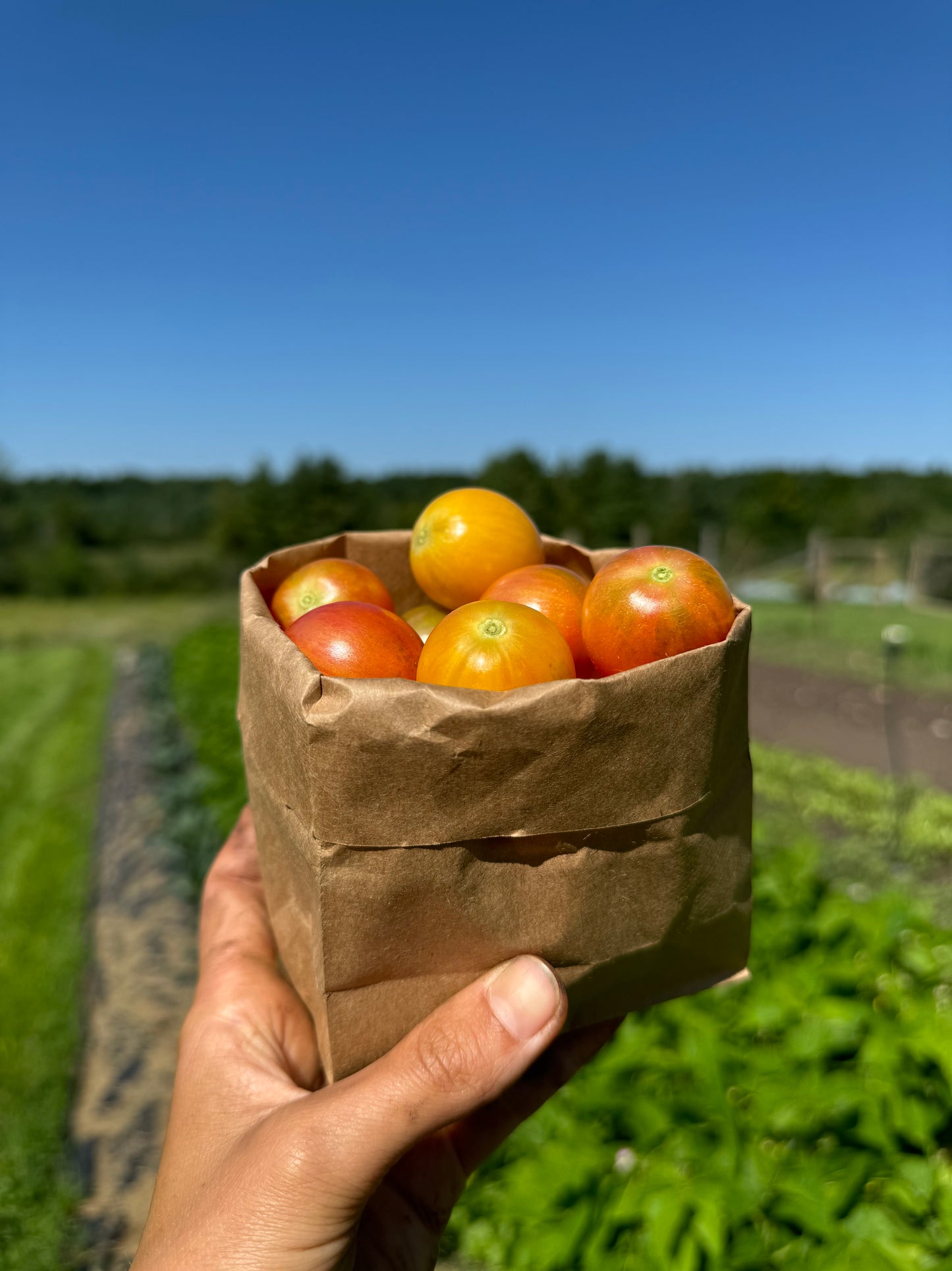 Mixed Cherry Tomatoes