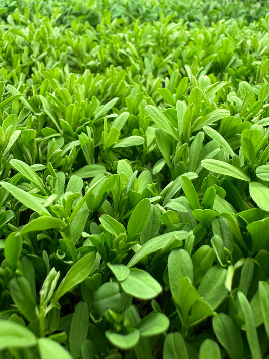 Crimson Lentil Microgreens