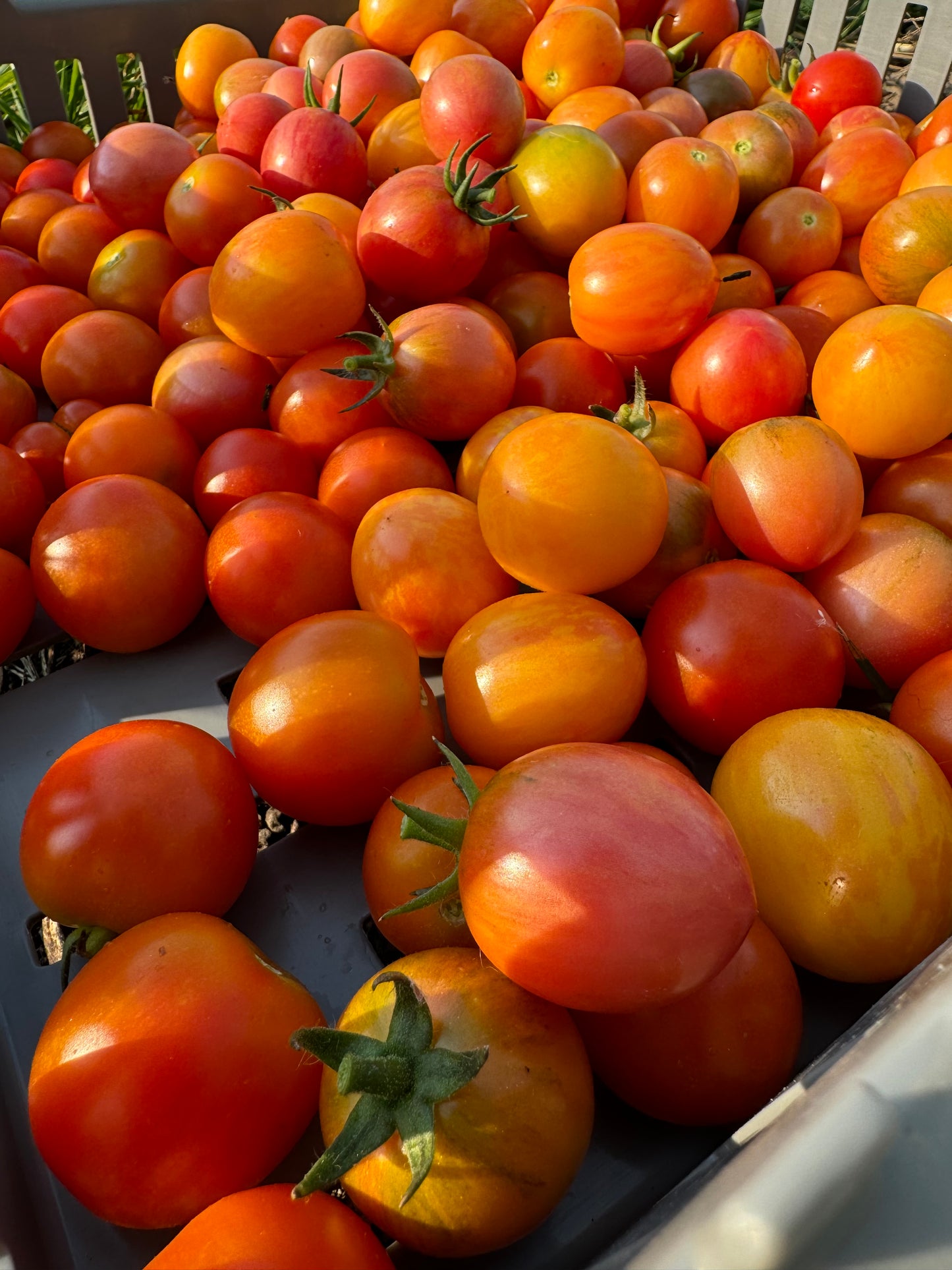 Mixed Cherry Tomatoes