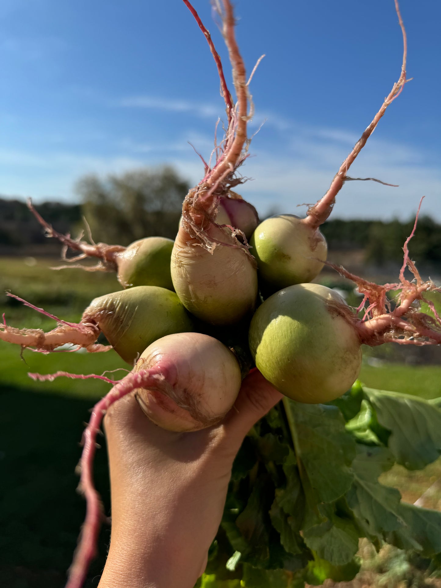 Watermelon Radishes