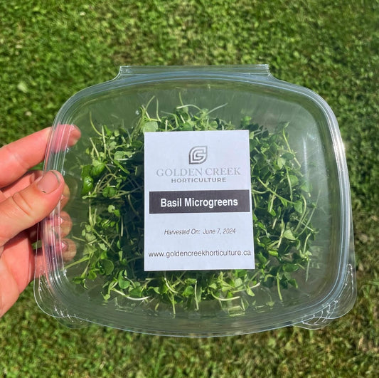 Basil Microgreens