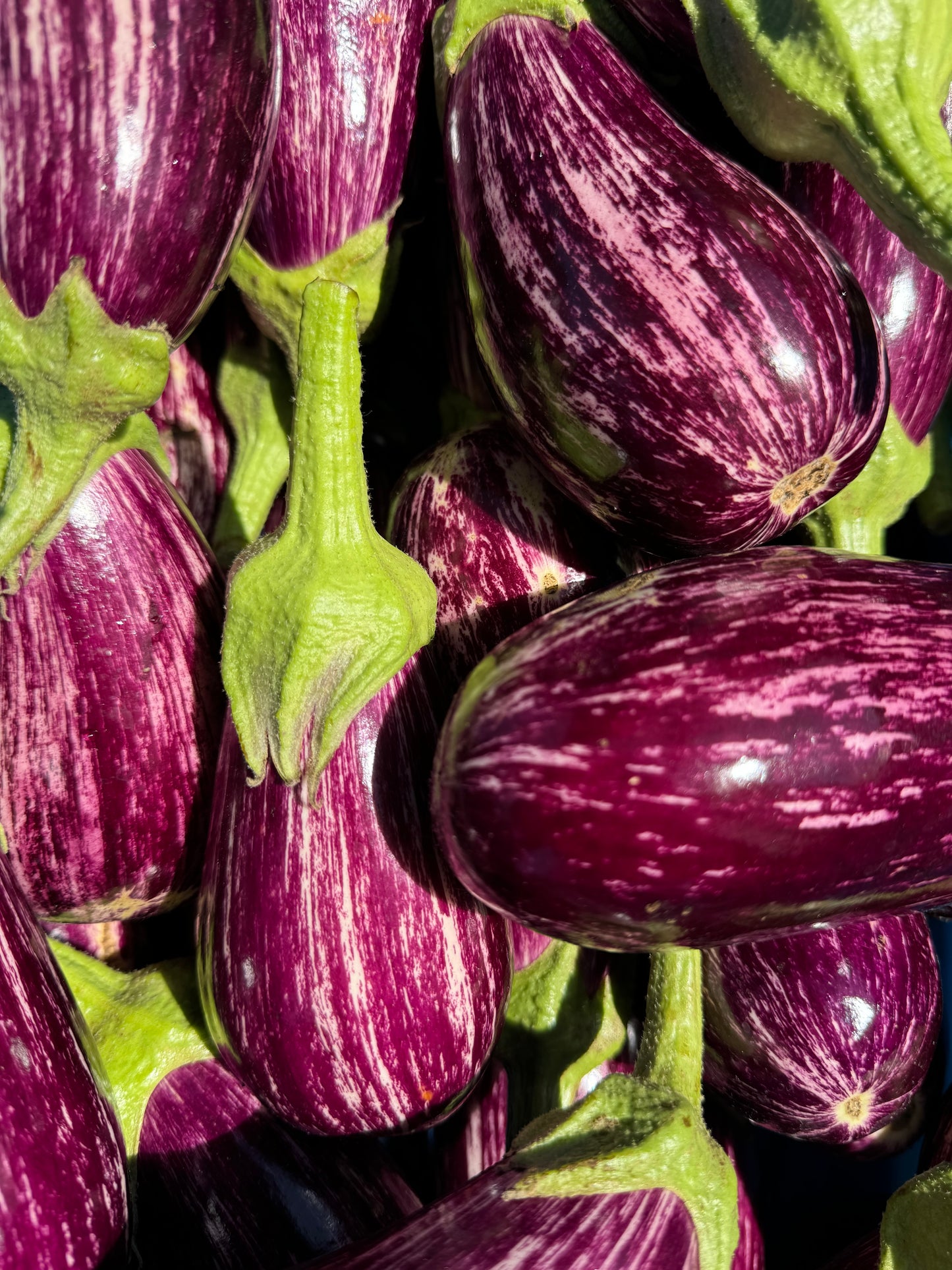 Eggplant