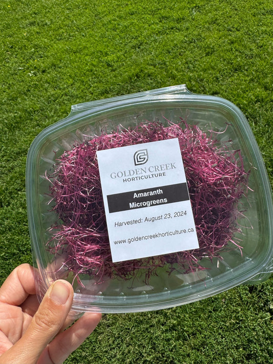 Amaranth Microgreens