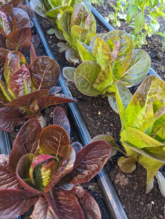 Baby Romaine