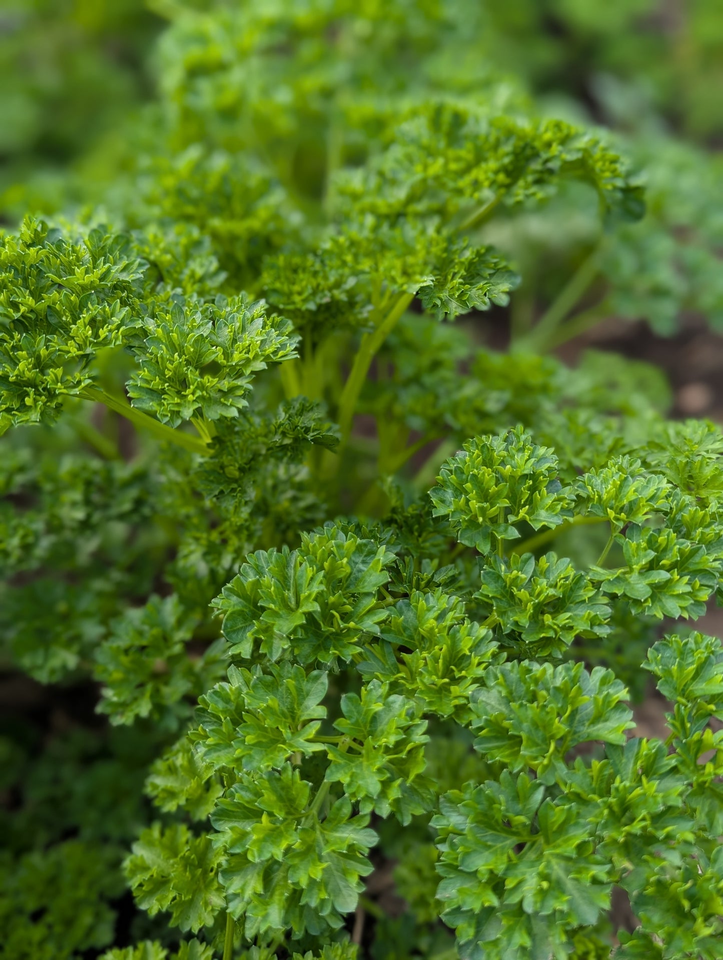 Parsley