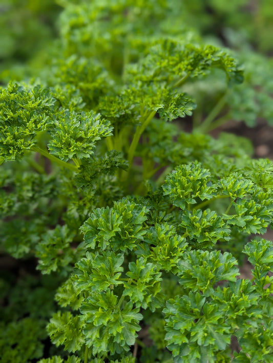 Parsley