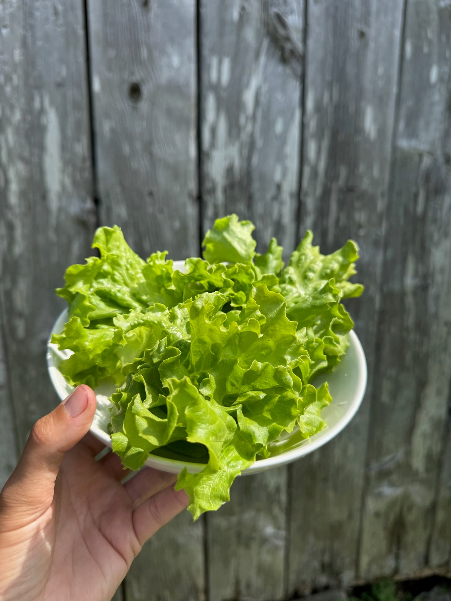 Muir Lettuce