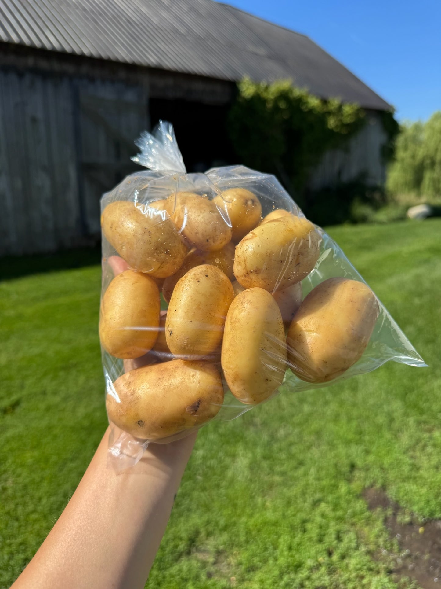 Seiglinde Potato