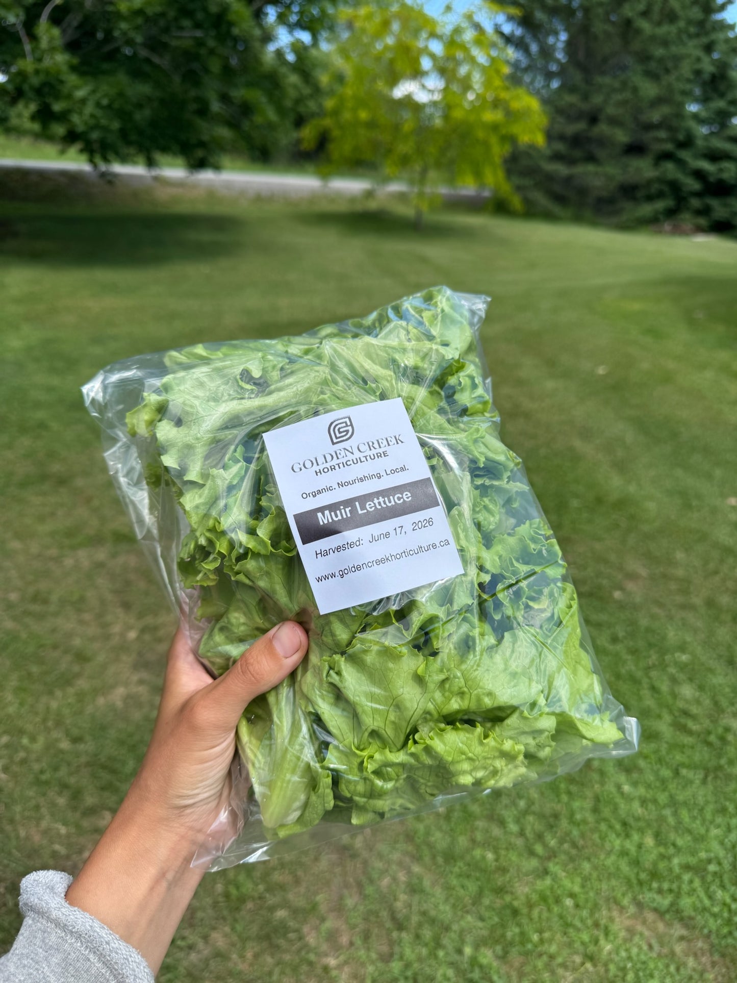 Muir Lettuce