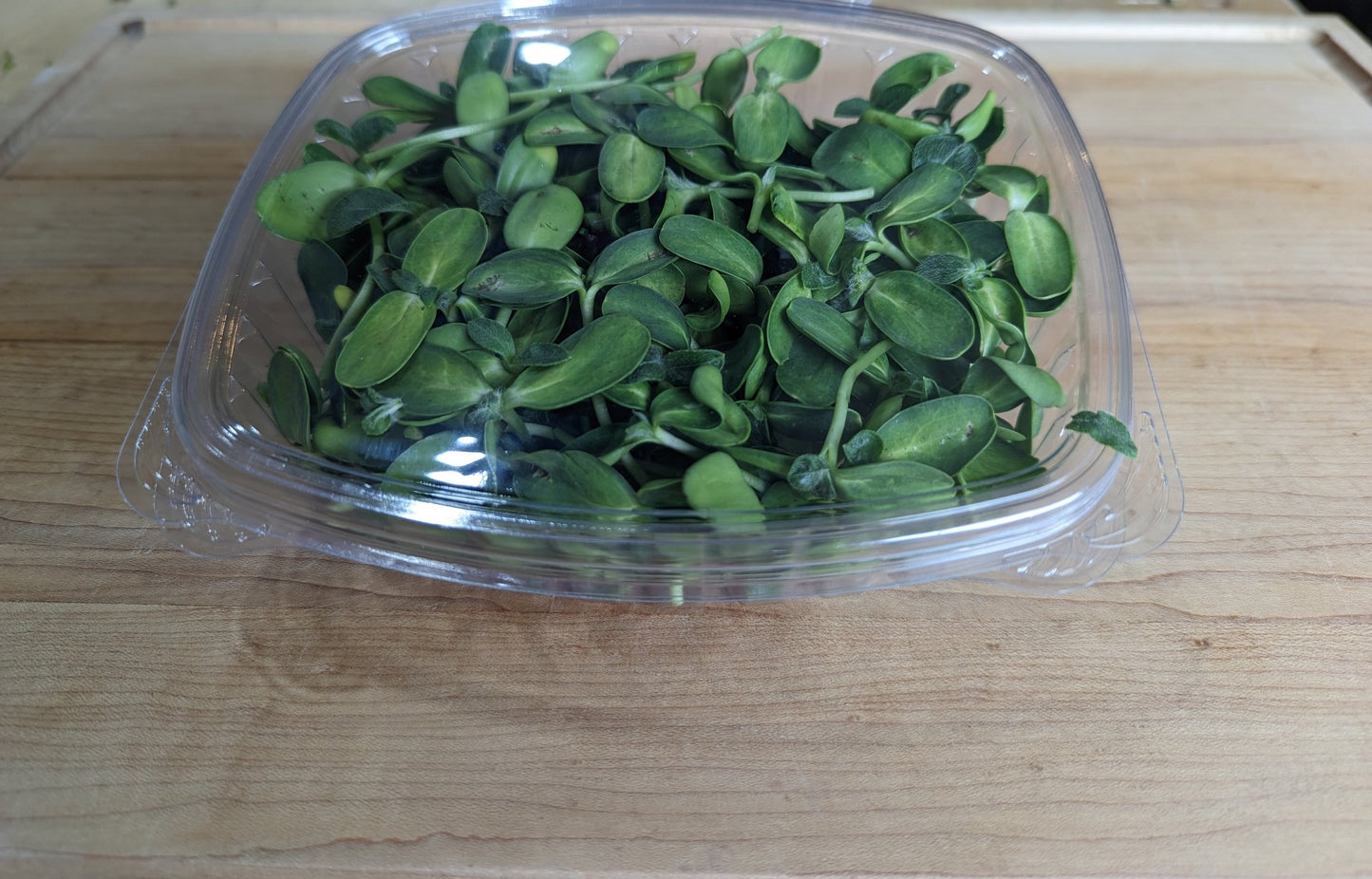 Sunflower Microgreens